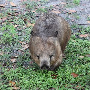 Adelaide the Southern Hairy-Nosed Wombat (Lasiorhinus latifrons)