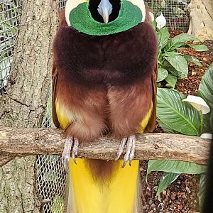 Greater bird of paradise