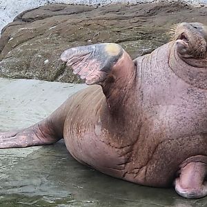 Pacific walrus