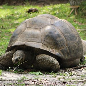 Galapagos Giant Tortoise (Chelonoidis niger)