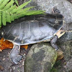 Hilare’s Toadhead Turtle (Phrynops hilarii)