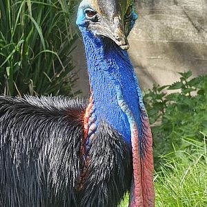Southern cassowary