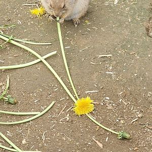 Prairie dog