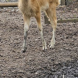 Pere David's deer foal