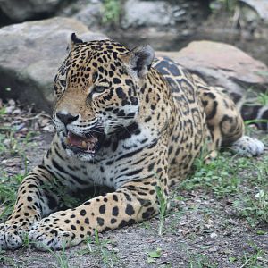 Jaguar (Panthera onca)