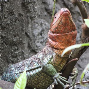 Northern Caiman Lizard (Dracaena guianensis)