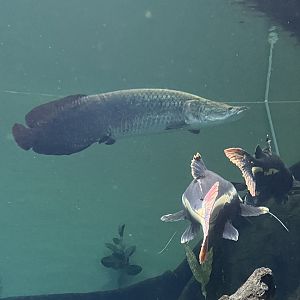 Arapaima (Arapaima gigas) and Red-Tailed Catfish (Phractocephalus hemioliopterus)