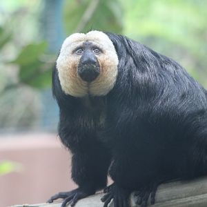 White-Faced Saki (Pithecia pithecia)