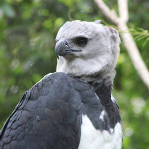 Harpy Eagle (Harpia harpyja)