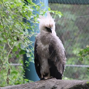 Juvenile Harpy Eagle (Harpia harpyja)