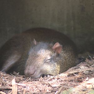 Red-Rumped Agouti (Dasyprocta leporina)