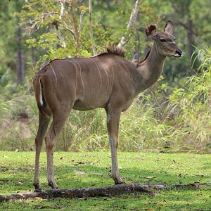 Greater Kudu (Tragelaphis strepsiceros)
