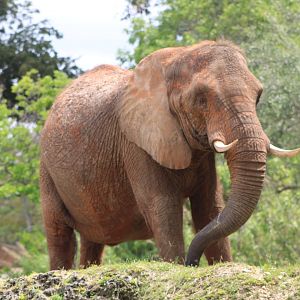 African Bush Elephant (Loxodonta africana)