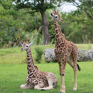Juvenile Reticulated Giraffes (Giraffa reticulata)