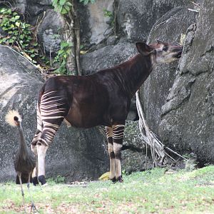 Okapi (Okapia johnstoni) and Black Crowned Crane (Balearica pavonina)