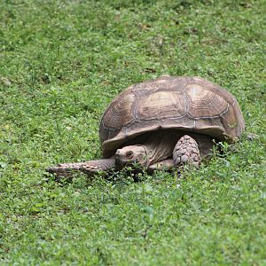 Sulcata Tortoise (Centrochelys sulcata)