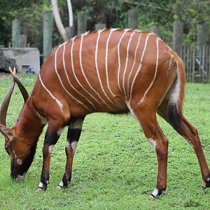 Eastern Bongo (T. e. issaci)