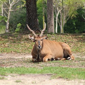 Giant Eland (Taurotragus derbianus)