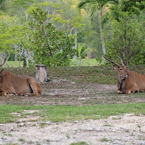 Giant Elands (Taurotragus derbianus)