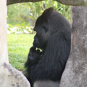 Western Lowland Gorilla (G. g. gorilla)