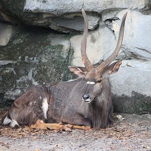 Lowland Nyala (Tragelaphus angasii)