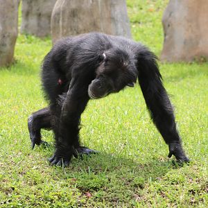 Chimpanzee (Pan troglodytes)