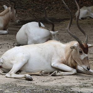 Addax (Addax nasomaculatus)