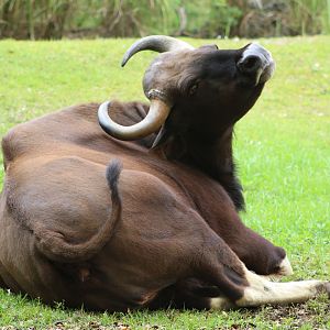 Gaur (Bos gaurus)
