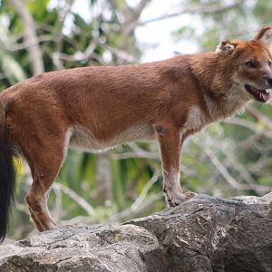 Dhole (Cuon alpinus)