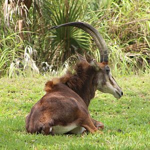 Sable Antelope (Hippotragus niger)