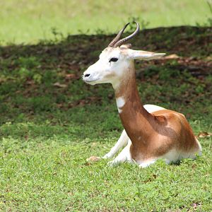 Addra Gazelle (N. d. ruficollis)