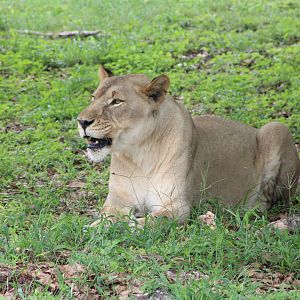African Lioness (P. l. melanochaita?)