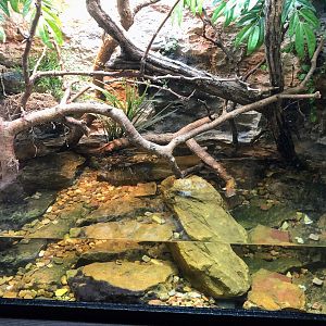 Togo Slippery Frog & Gan's Egg-eating Snake Exhibit