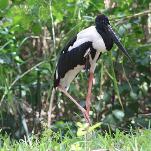 Black-Necked Stork (Ephippiorhynchus asiaticus)
