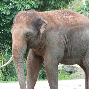 Ongard the Asian Elephant (Elephas maximus)