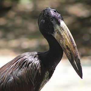 African Openbill (Anastomus lamelligerus)