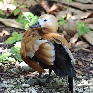 Ruddy Shelduck (Tadorna ferruginea)