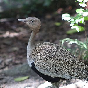 Buff-Crested Bustard (Lophotis gindiana)