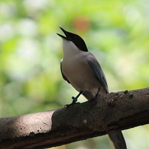 Azure-Winged Magpie (Cyanopica cyanus)