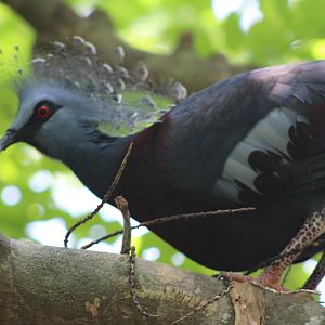 Victoria Crowned Pigeon (Goura victoria)