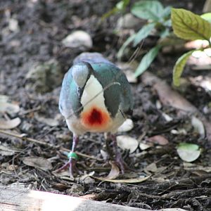 Luzon Bleeding-Heart (Gallicolumba luzonica)