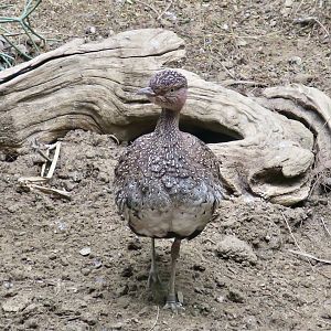 Buff-Crested Bustard (Lophotis gindiana)