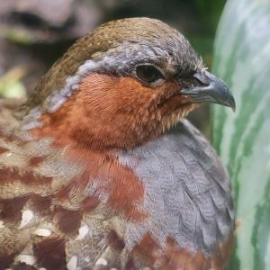 Chinese Bamboo Partridge (Bambusicola thoracicus)
