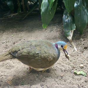 Sulawesi Ground Dove (Gallicolumba tristigmata)