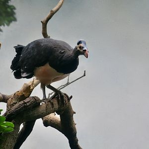 Maleo (Macrocephalon maleo)