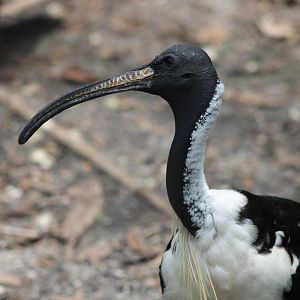 Straw-Necked Ibis (Threskiornis spinicollis)