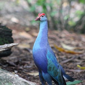 Grey-Headed Swamphen (Porphyrio poliocephalus)