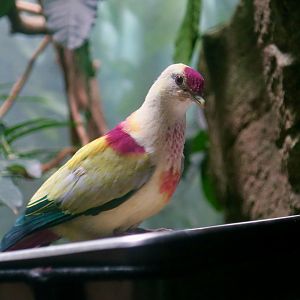 Many-Colored Fruit Dove (Ptilinopus perousii)