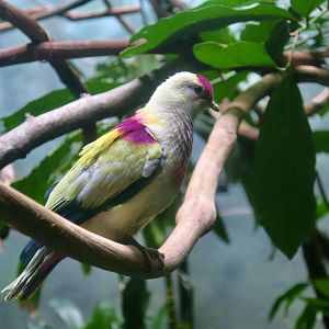 Many-Colored Fruit Dove (Ptilinopus perousii)