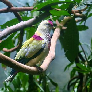 Many-Colored Fruit Dove (Ptilinopus perousii)